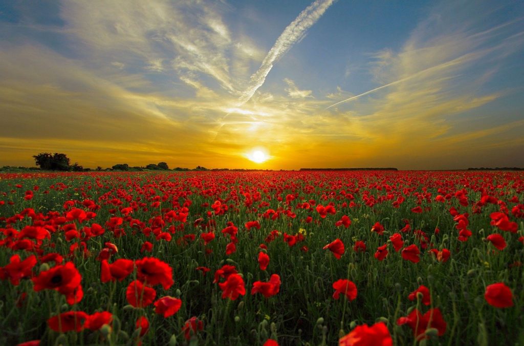 sunset, field poppy, sun